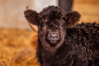 Highland Calf Bonnie, Noah's Ark Zoo Farm Doug Evens