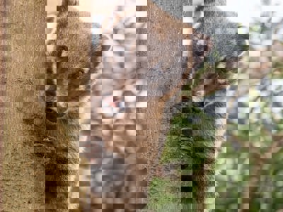 Coati