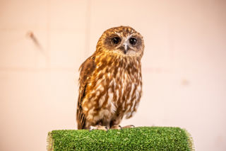 Boobook Owl 1