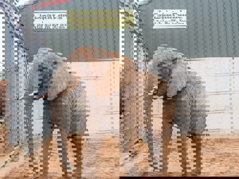 Uli - African Elephant (1)