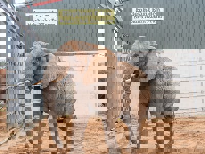 Uli - African Elephant (1)