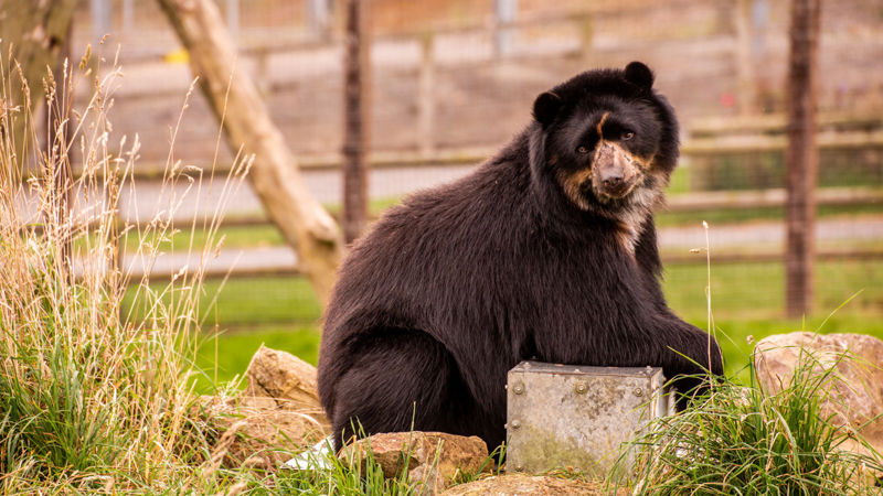Spectacled Bear 1