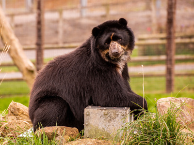 Spectacled Bear 1