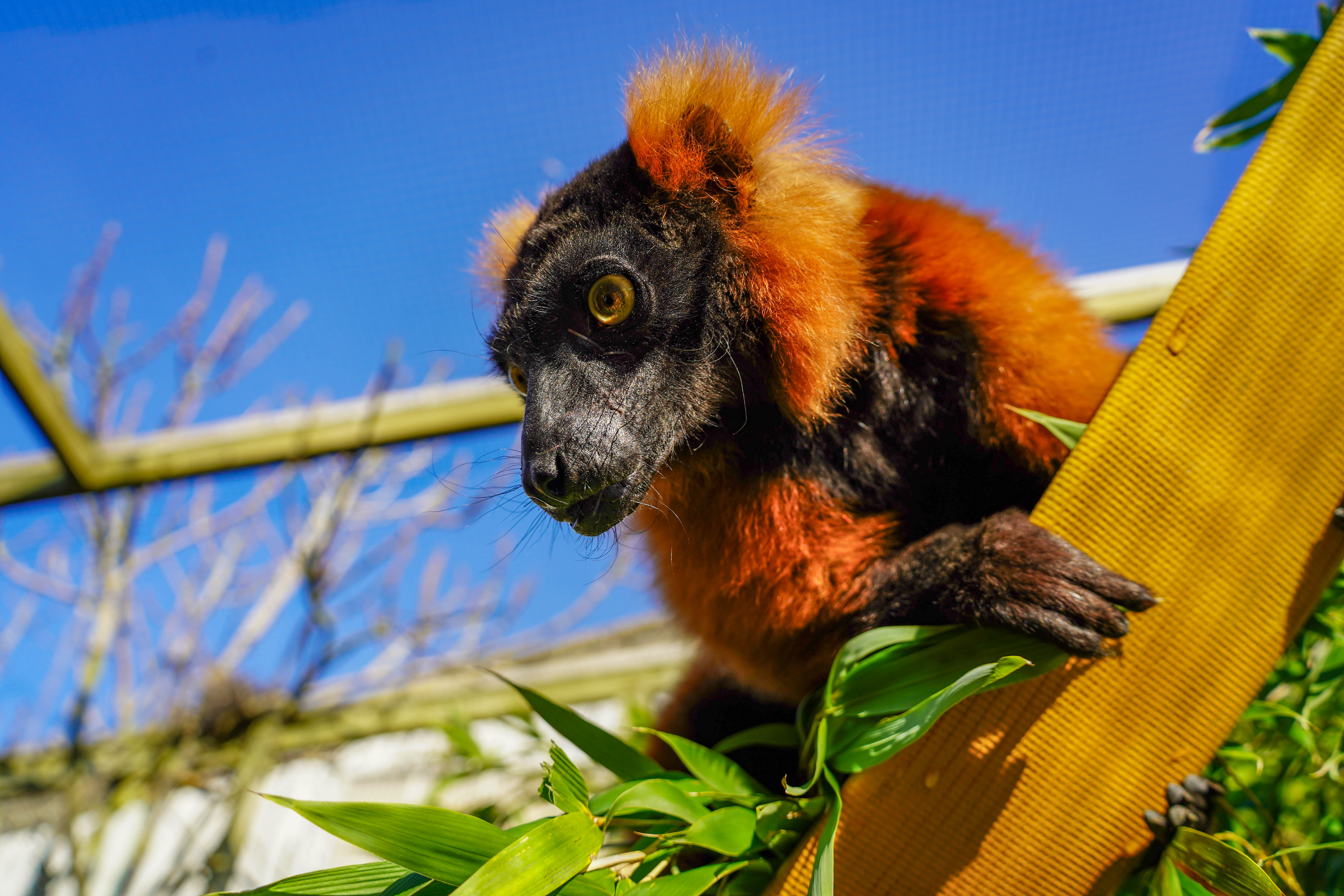 Red Ruffed Lemar Meet Our New Arrivals: Critically Endangered Red Ruffed Lemurs at Noah ...