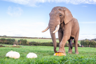 African Elephant, Shaka Squashes Giant Pumpkins, Noah's Ark Zoo Farm Doug Evens