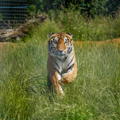 Aqua the rescue tiger in his habitat, running towards the camera in long green grass. 