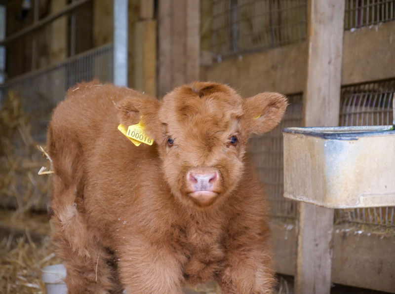 Hamishhighlandcow09.04.24 (7 Of 9)