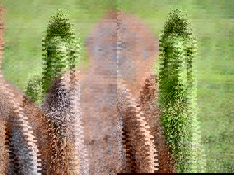 Camel