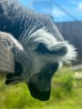 Lemur Photo Competition