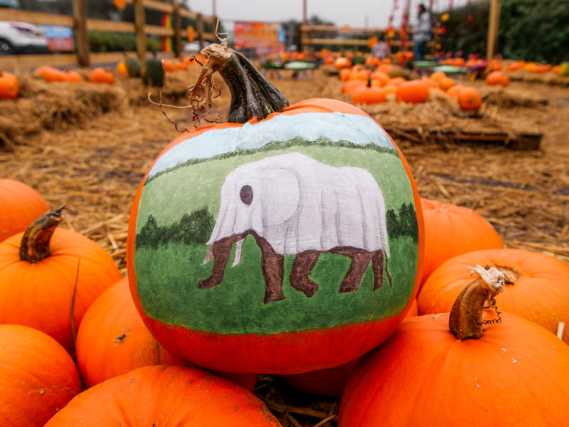 Staff And Suppliers Clifton Coffee Paint Pumpkins At Farm Shop (2)
