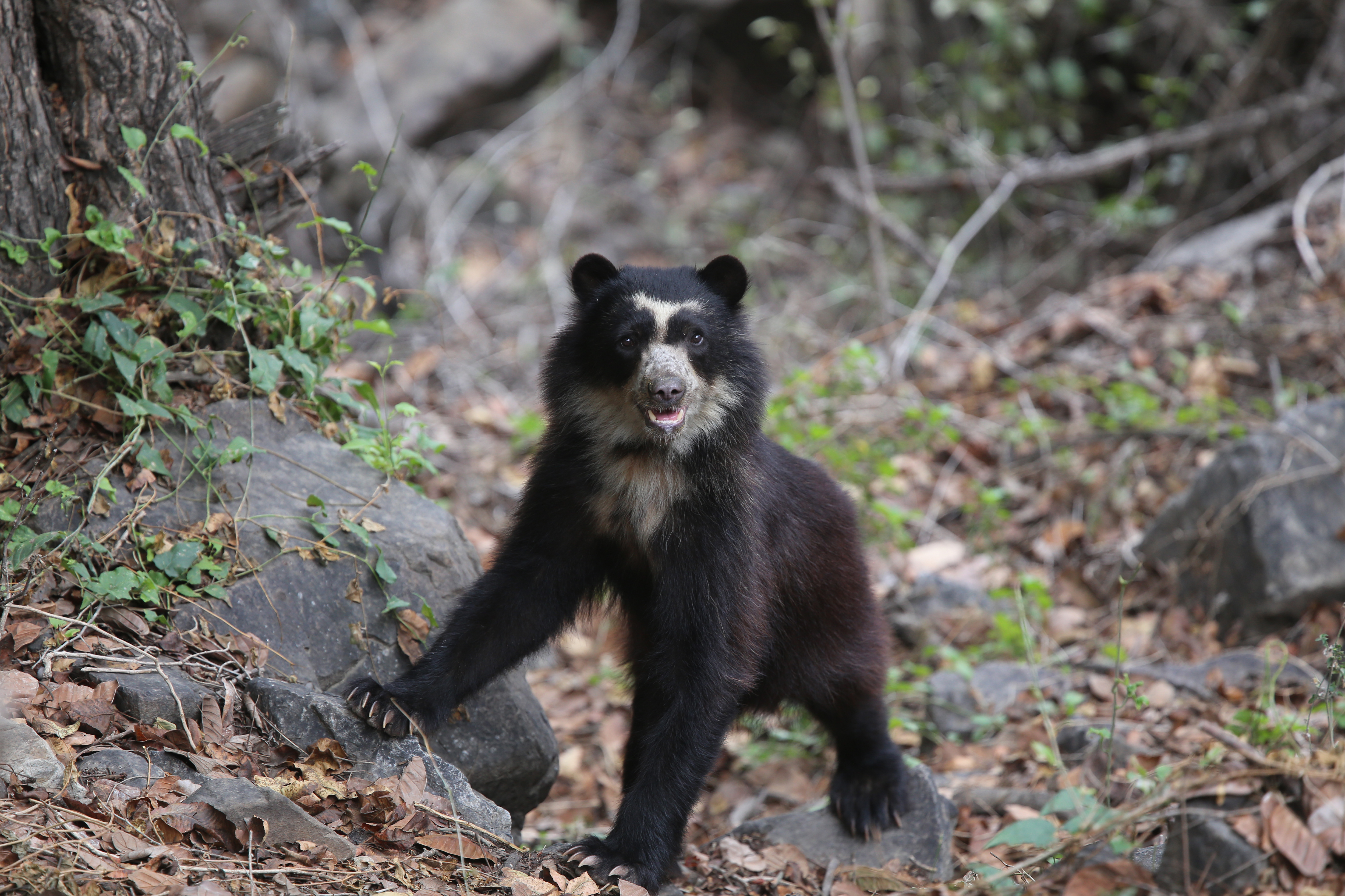 A wild Andean bear seen climbing over rocks. 