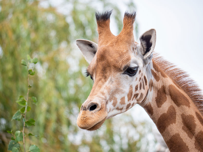 Giraffe 5