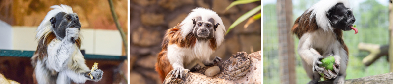 Tamarins