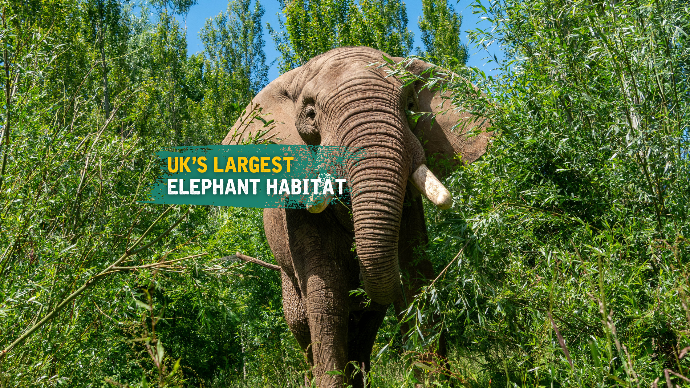 Elephant Website Header 2
