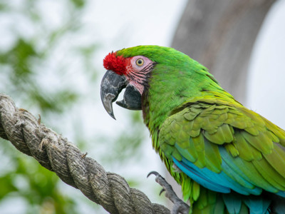Military Macaw 1