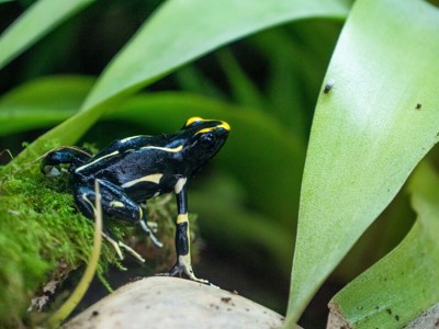 Dyeing Poison Dart Frog
