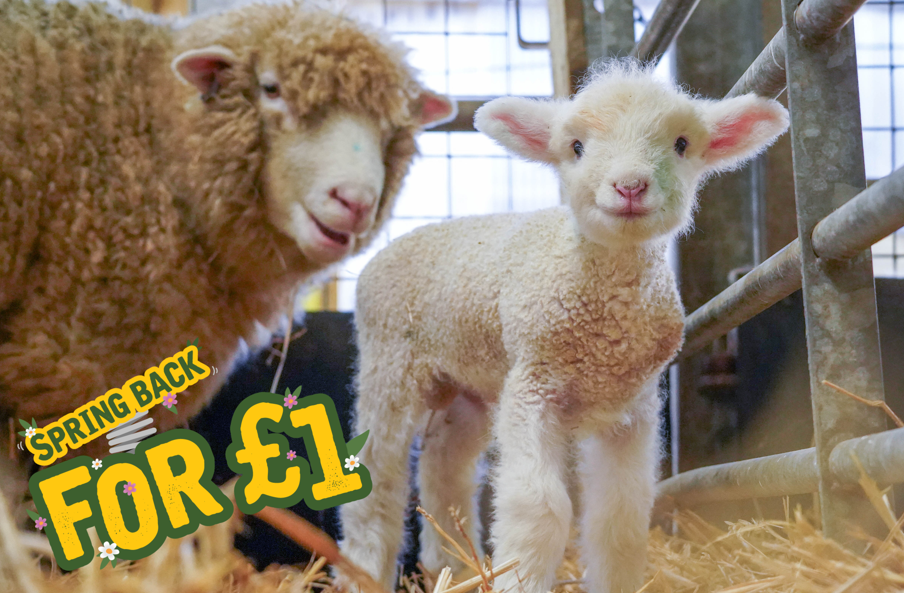 Lamb with it's mother in the Farm Barns, with 'Spring Back for £1" text graphic