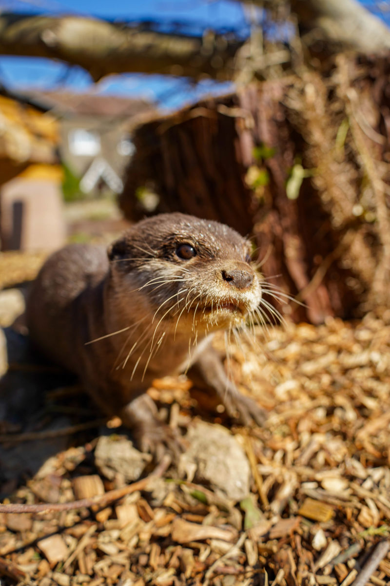 Otters180325 1 Of 1