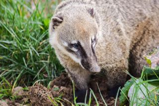 Coati 1