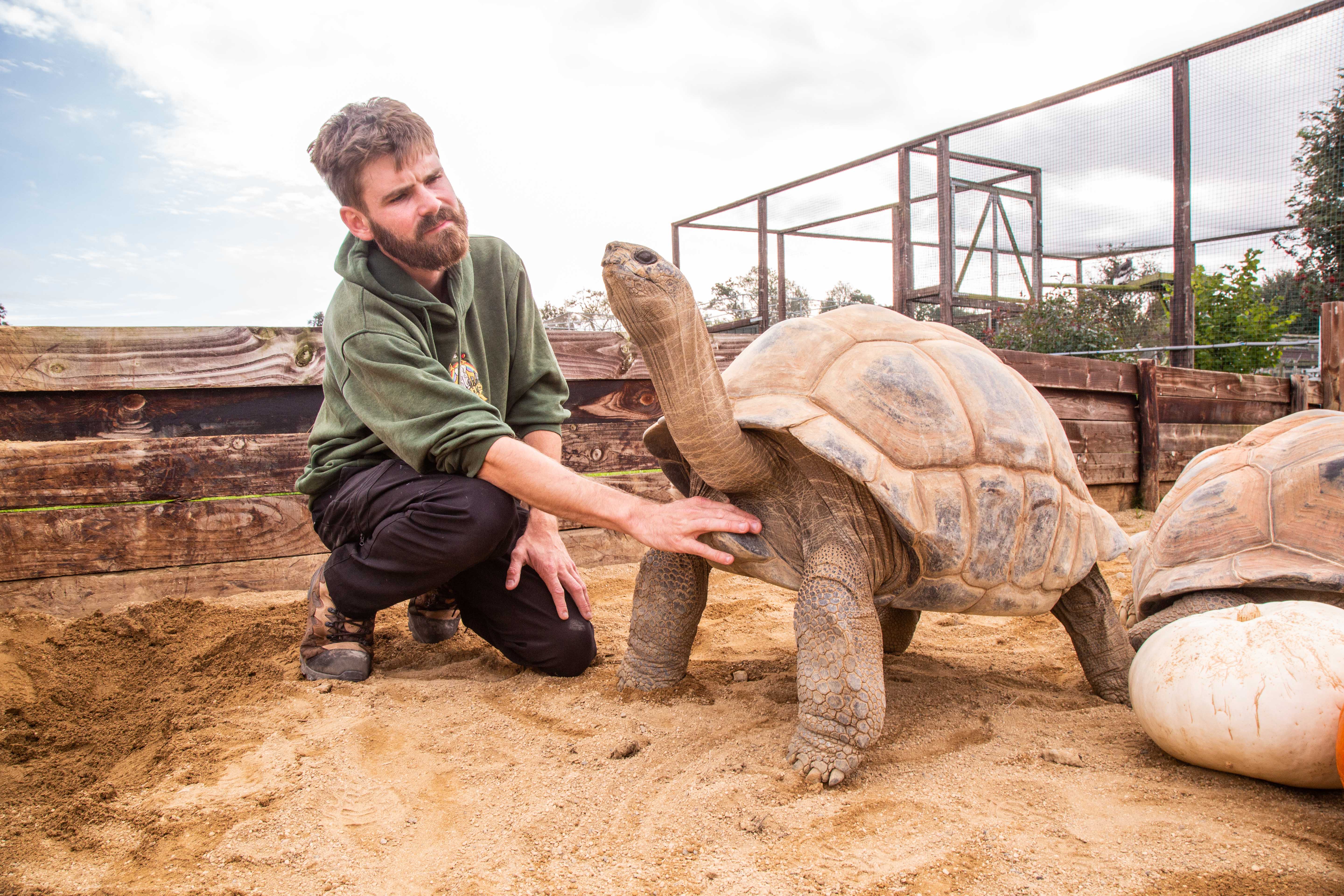 Keeper With Giant Tortoise (1)