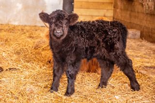 One Week Old Highland Calf Bonnie, Noah's Ark Zoo Farm Doug Evens