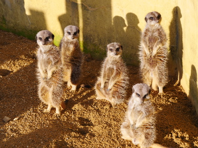 Meerkat (2)