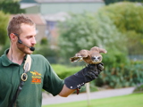 Boobook Owl Bobbins In Birds Of Prey Display (5)