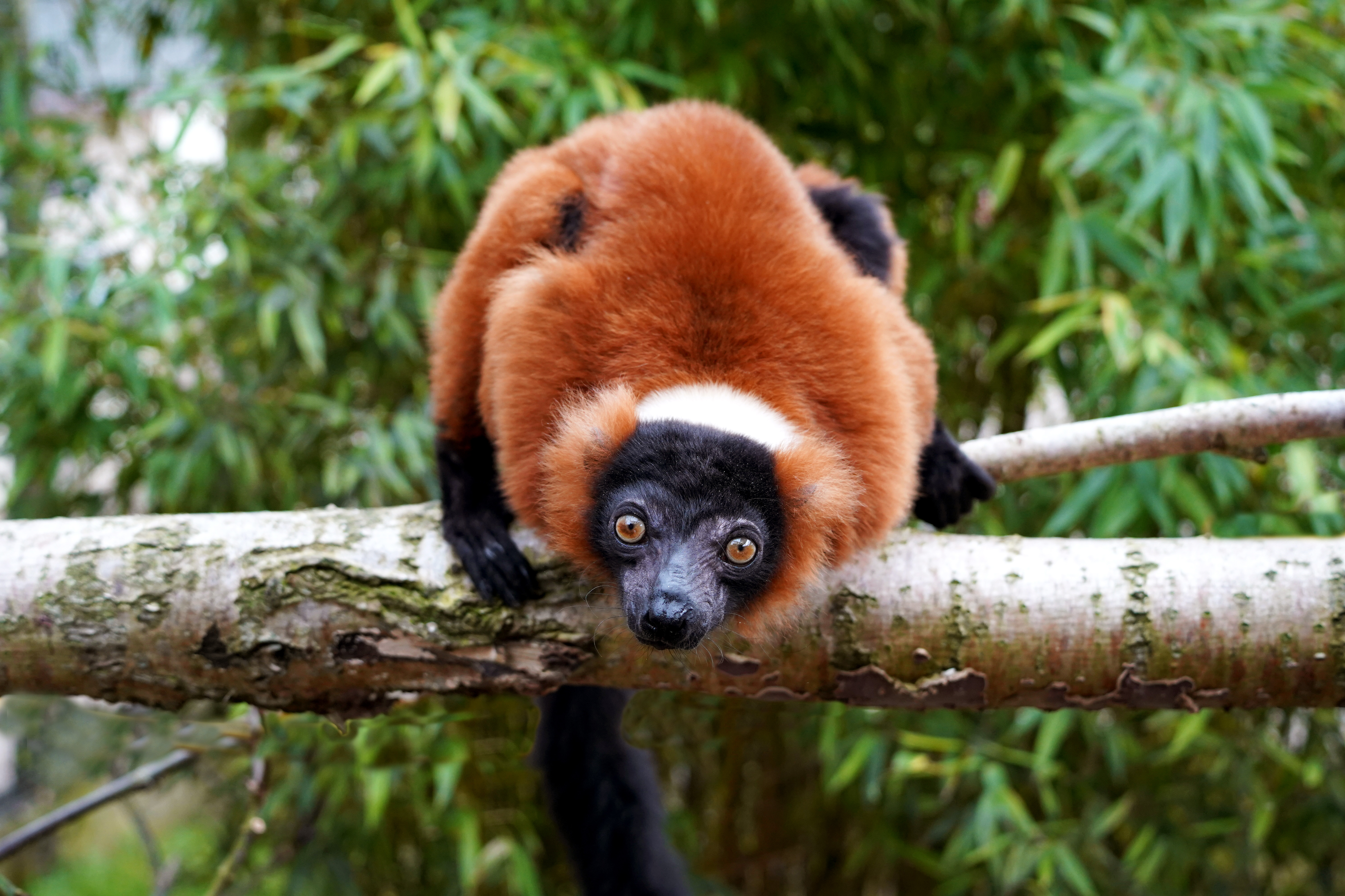 Red Ruffed Lemar Meet Our New Arrivals: Critically Endangered Red Ruffed Lemurs at Noah ...
