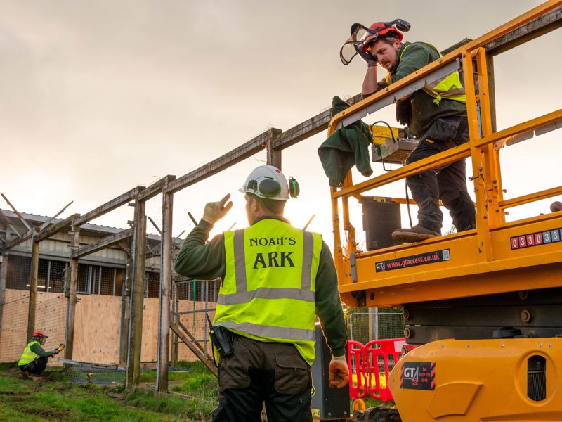 Staff At Noah's Ark Rebuild Lion Enclosure For Carnivore Project (7)