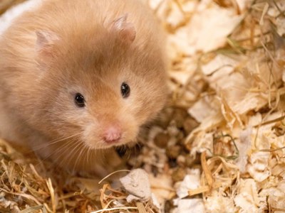 Syrian Hamster 1