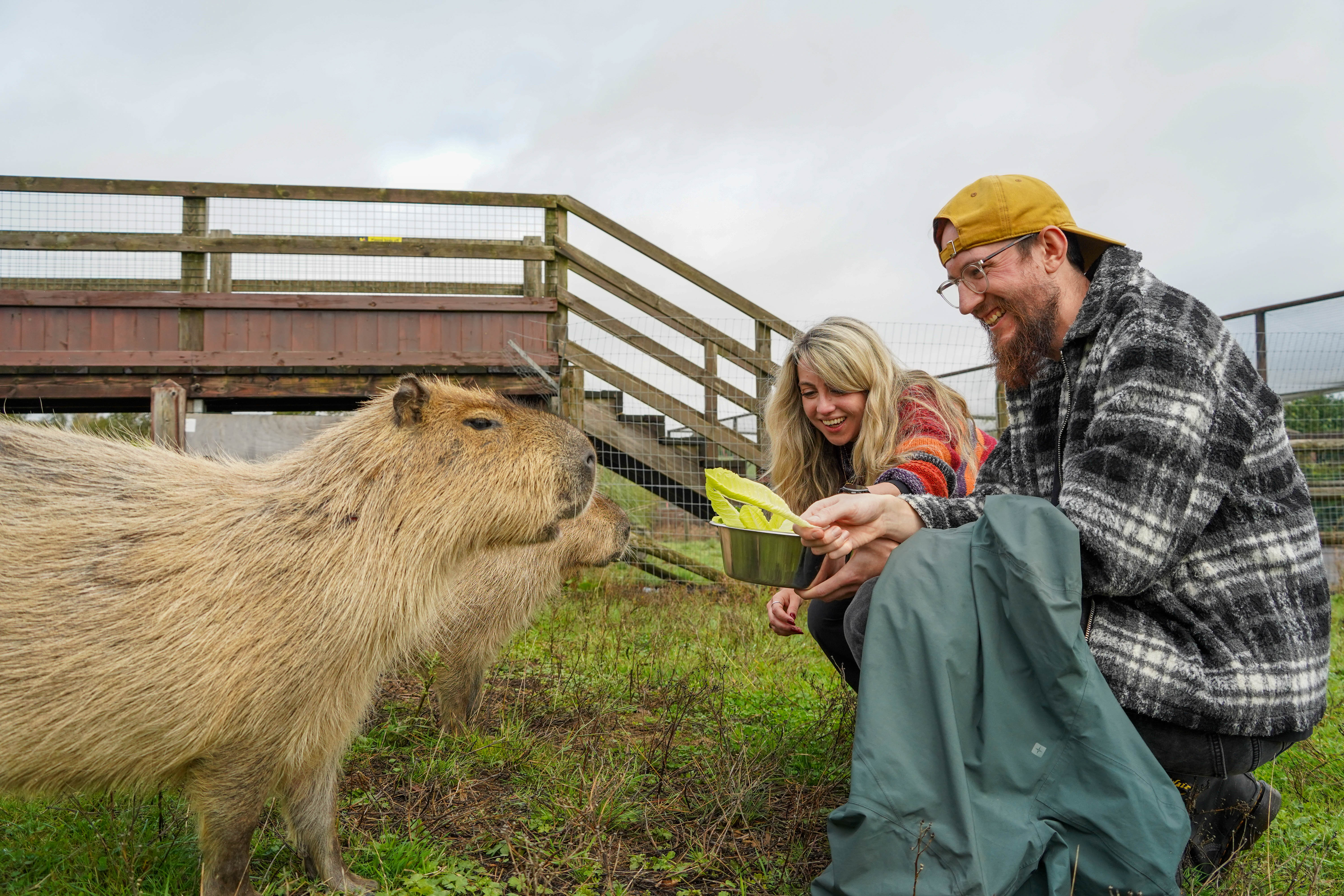 Capybaraencounterseptember2026 (6 Of 26)
