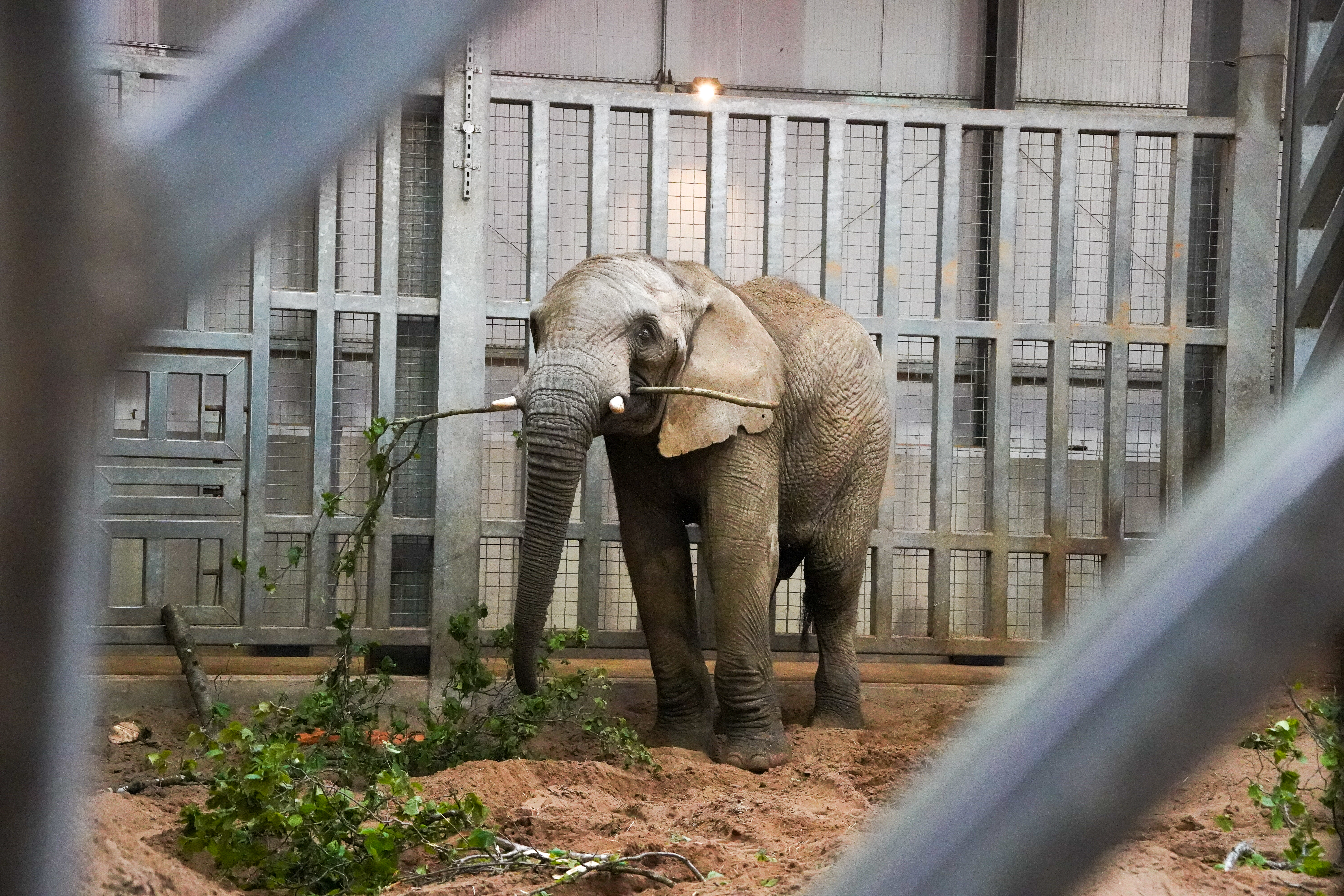 Elephant Move 4
