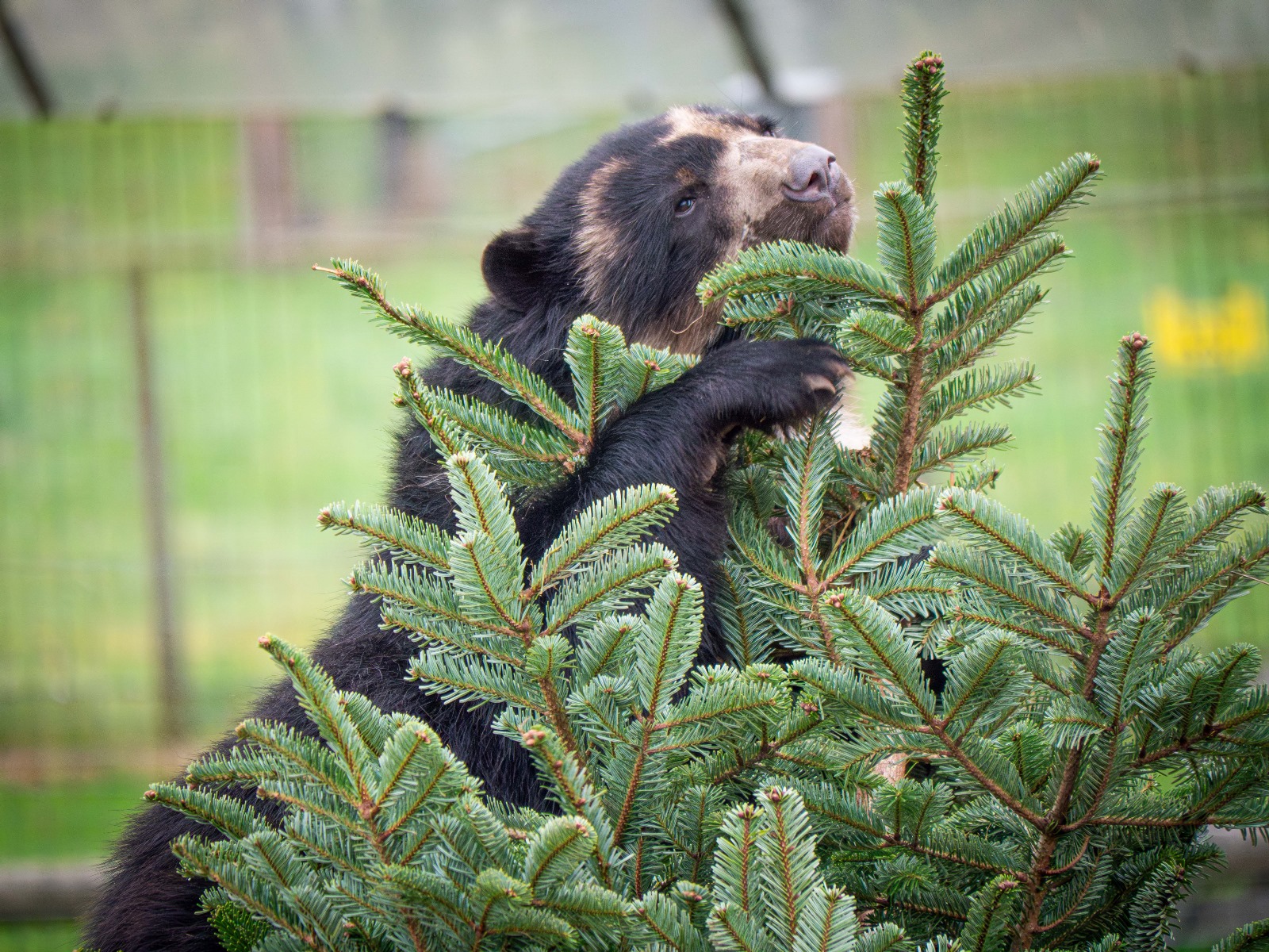 Bear Xmas