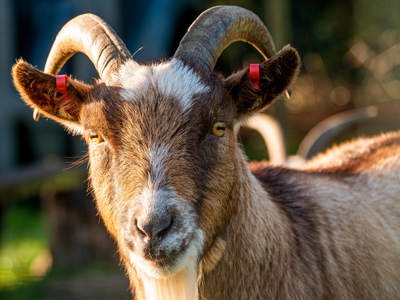 Pygmy Goat