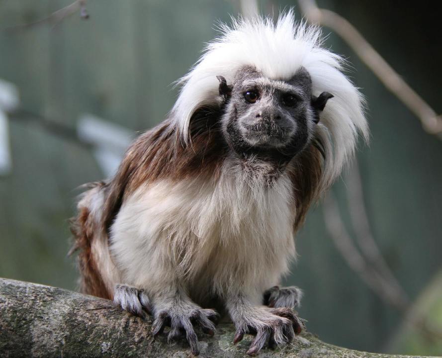 Cotton Top Tamarin 1