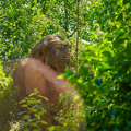 Janu the African Elephant eats browse in the newly reopened willow plantation