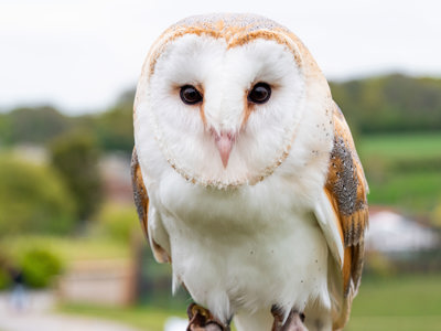 Barn Owl