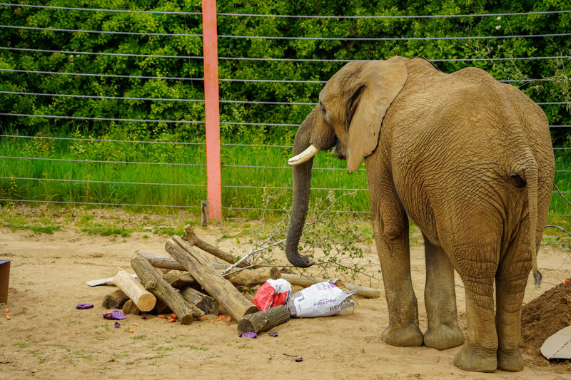 Suttonelephant11thbirthday2025 7 Of 14