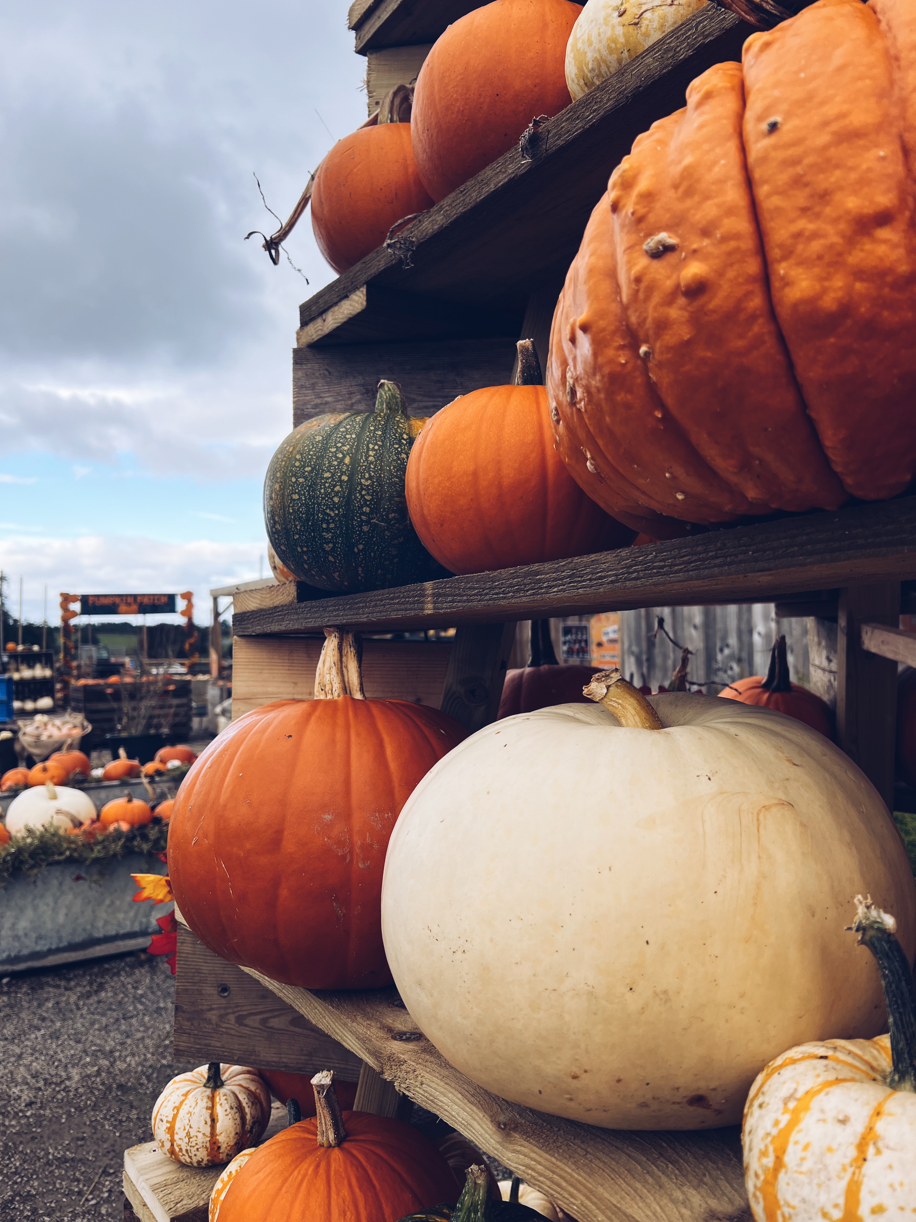 Pumpkinfestfarmshopnoahsark (1)