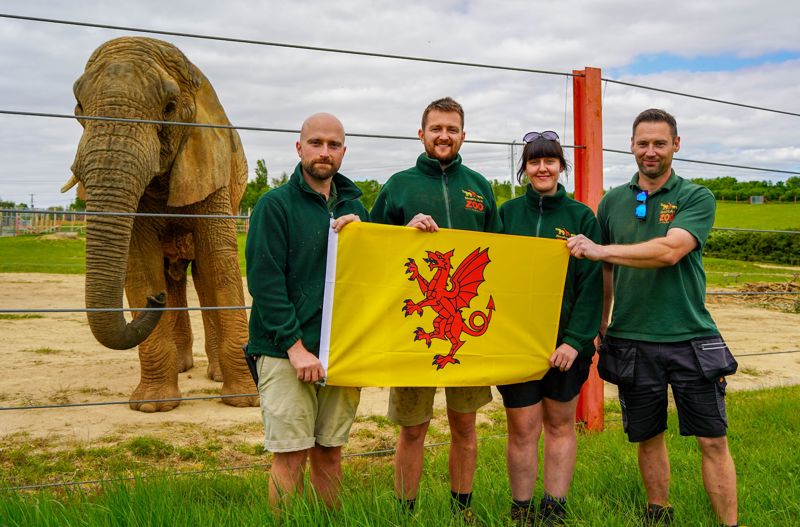 Elephantteamandjanutheafricanbullelephantcelebratesomersetday2025 4 (1)