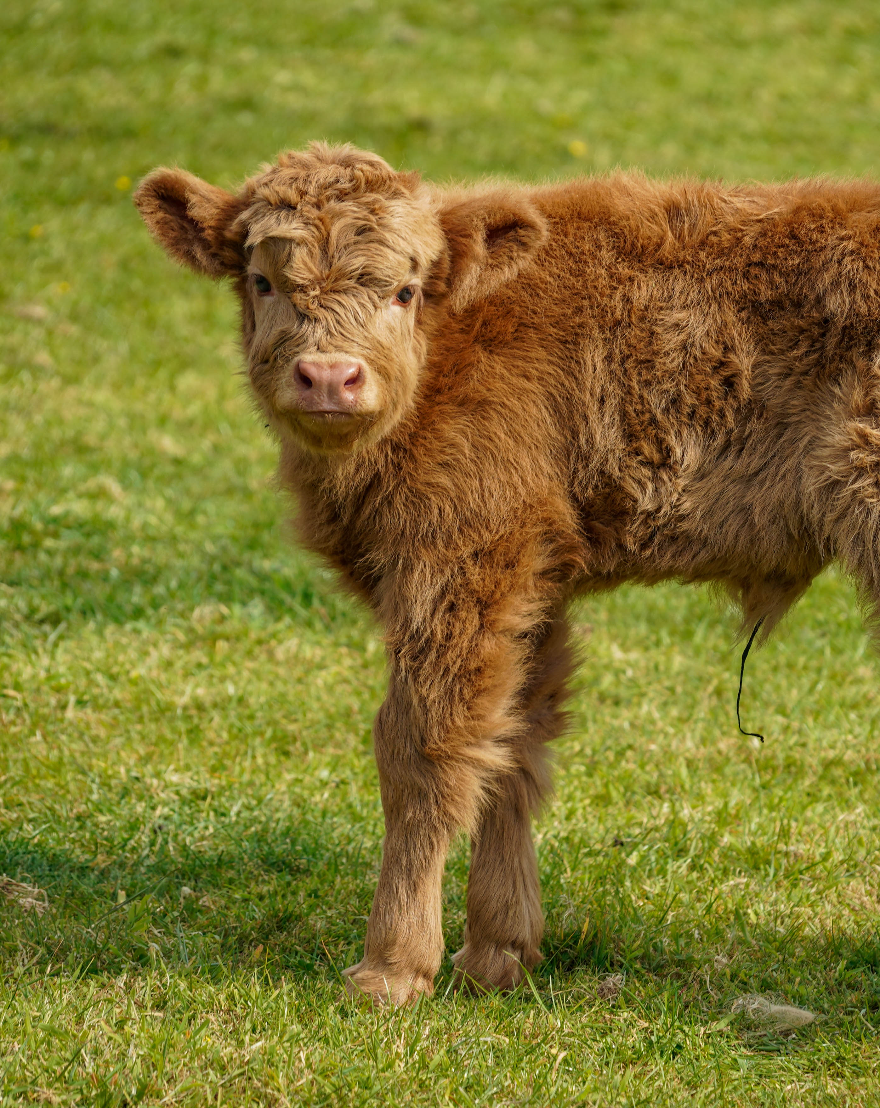 Highlandcalfmay2025 2 Of 10 (1)