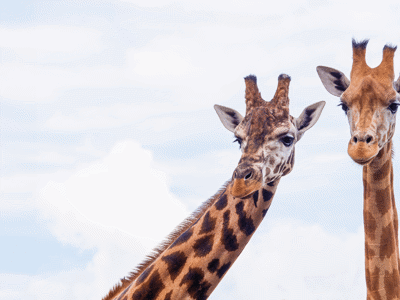 Giraffe & Rhino Encounter 4