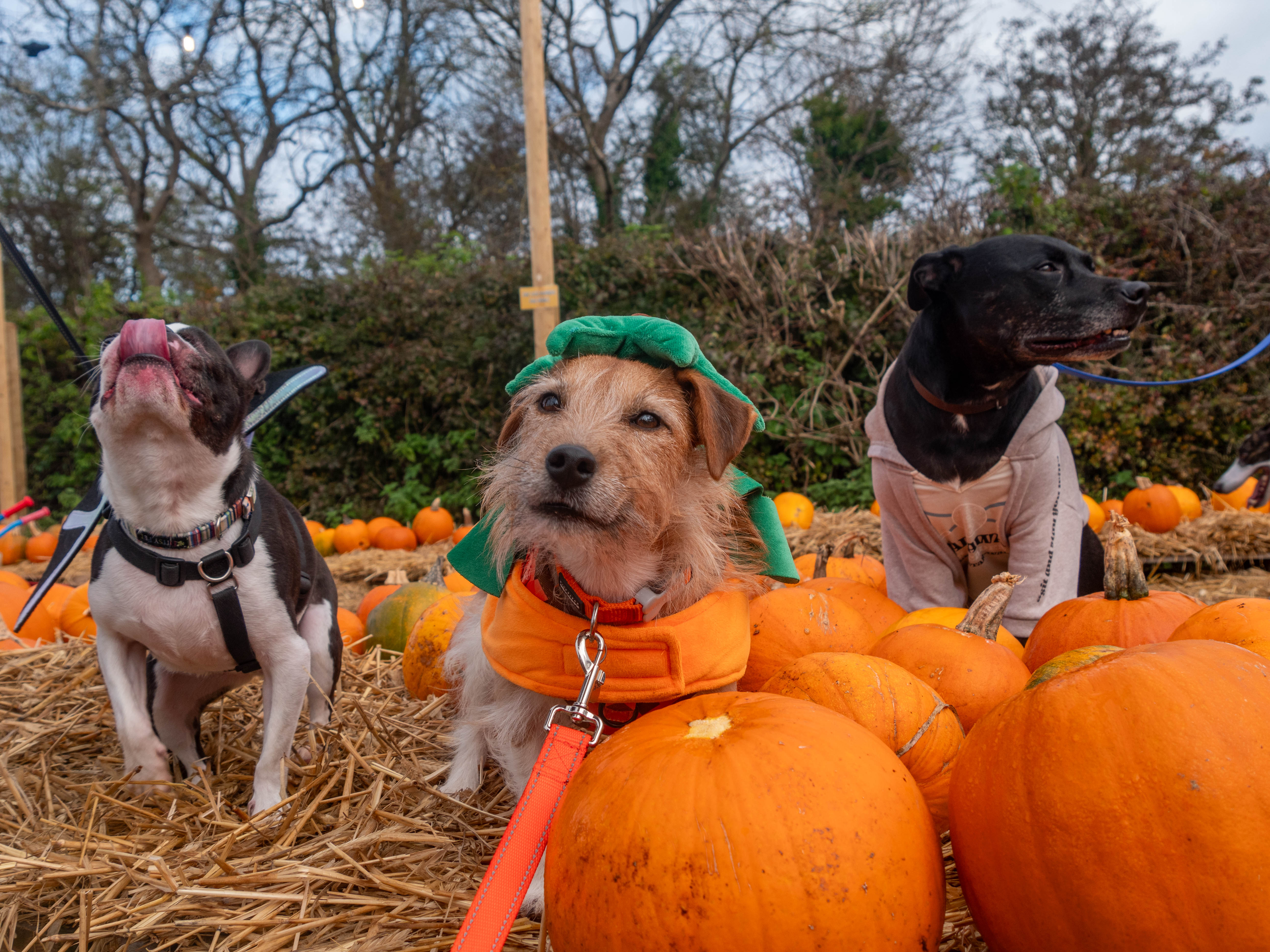 Pumpkinfestrescuedogs23.10.24 (29 Of 49)
