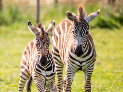 Grant's Zebra 2