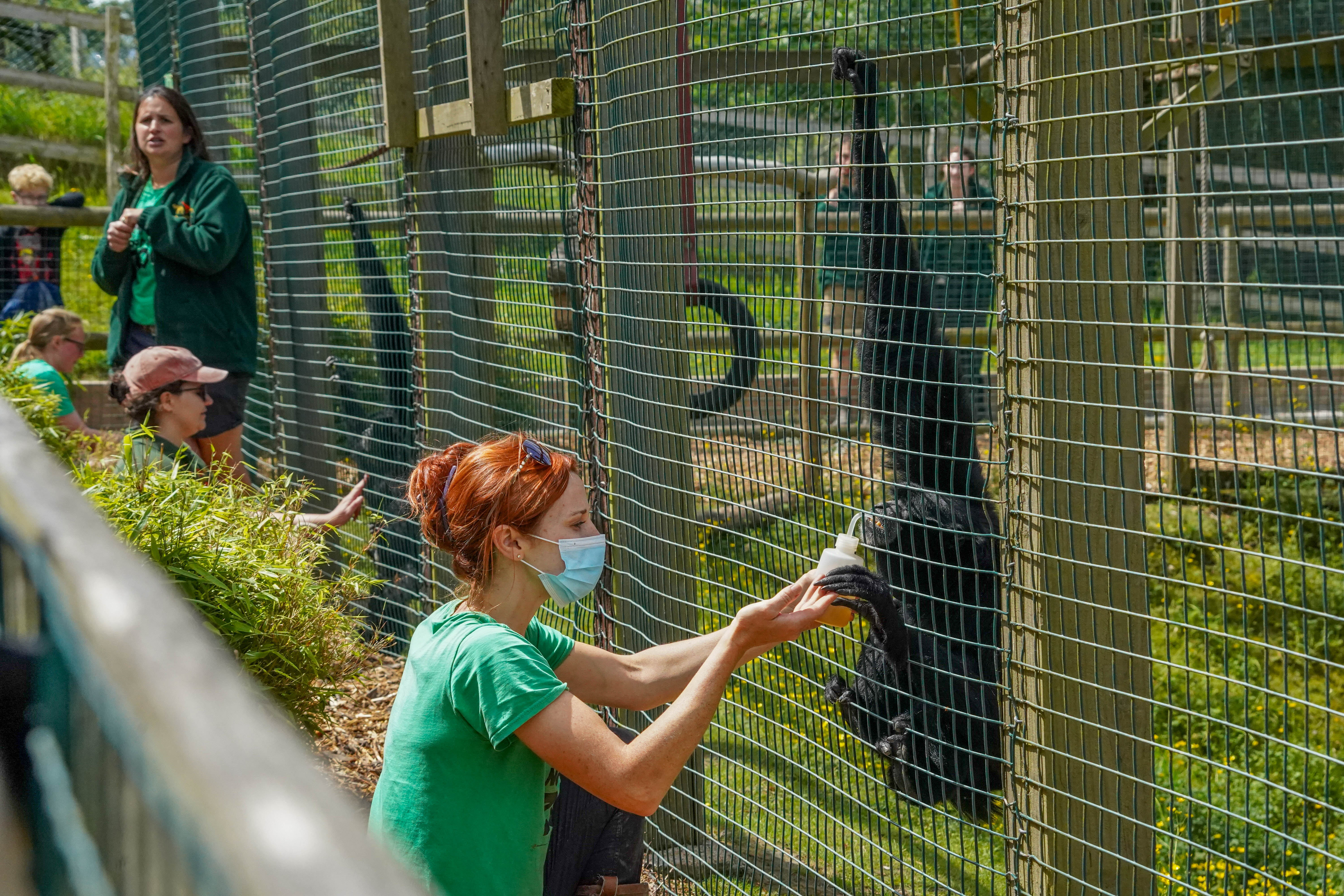 Gibbontrainingdemonstrationmay2025 (14 Of 32)