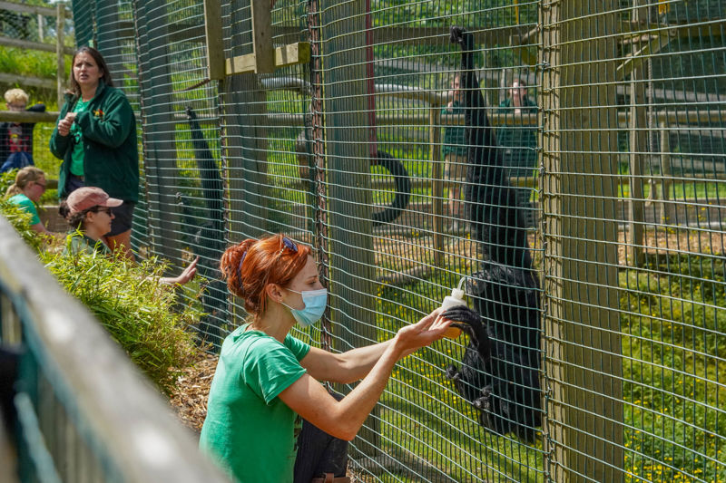 Gibbontrainingdemonstrationmay2025 (14 Of 32)