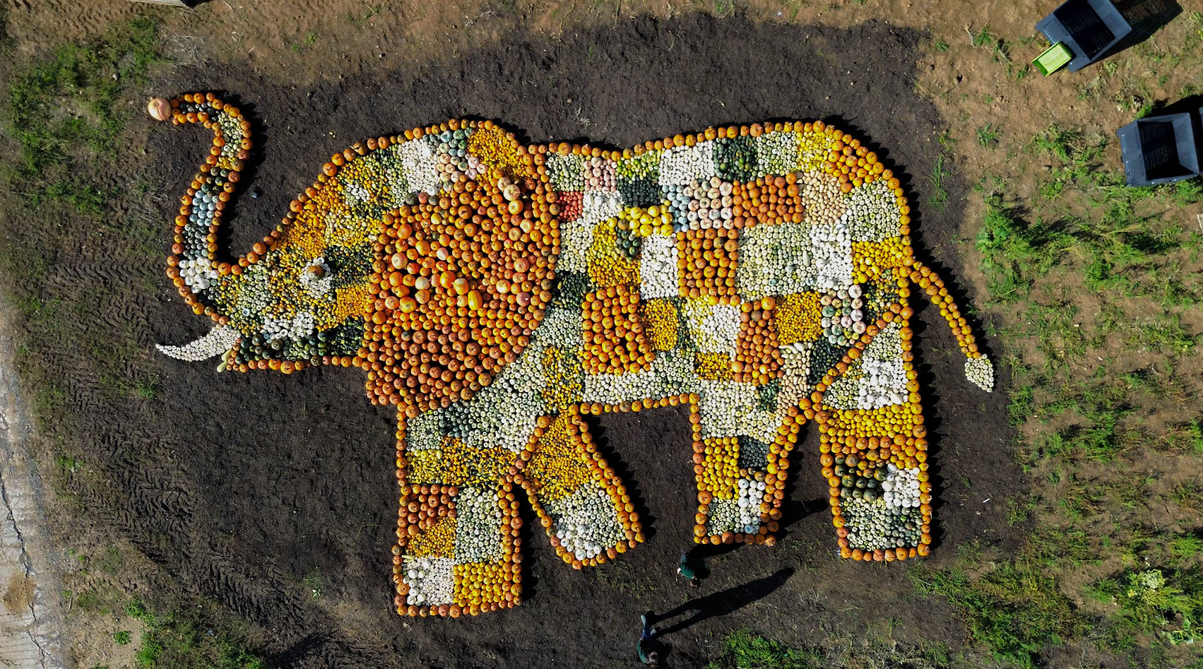 Elephantmosaicphotos 1 Of 4 (1)