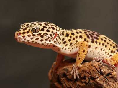 Leopard Gecko 1