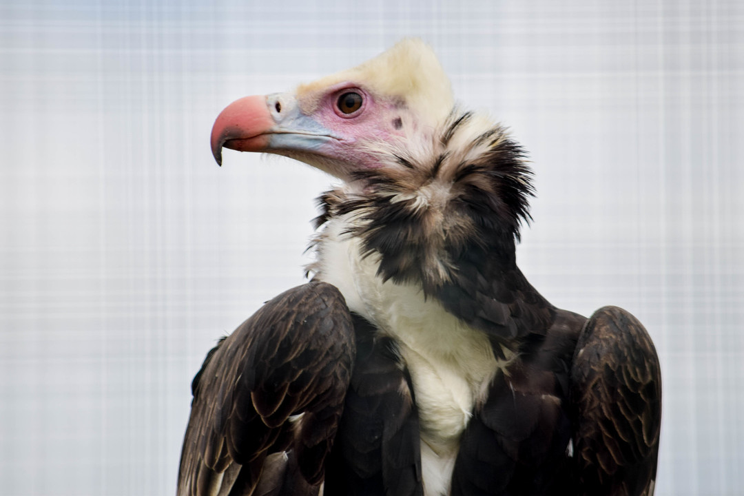 White - Headed Vulture 1