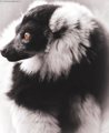 Emmy Snaps Lemur